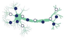 Neuron with overproduced ALA and PBG