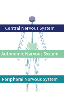 Neurotoxic effects lead to acute attacks