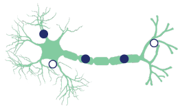 Neuron with less ALA and PBG