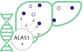 Mechanism of action for GIVLAARI® (givosiran)