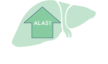 Image of liver showing increased ALAS1