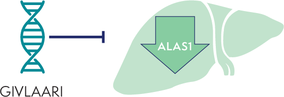 Image of GIVLAARI® (givosiran) decreasing the amount of ALAS1 in the liver